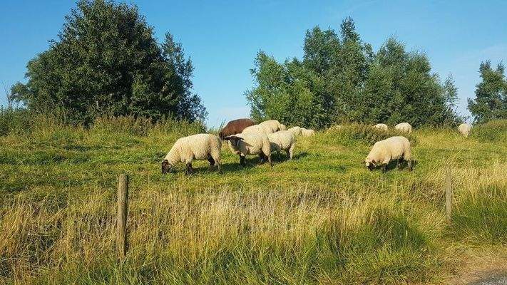 Schafe auf dem Deich