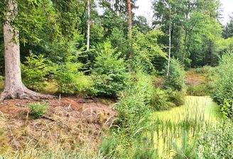 Waldfläche auf dem Grundstück