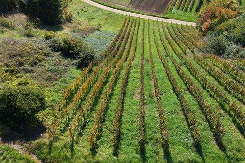 Waldkirch / Buchholz Bauernhöfe, Landwirtschaft, Waldkirch / Buchholz Forstwirtschaft