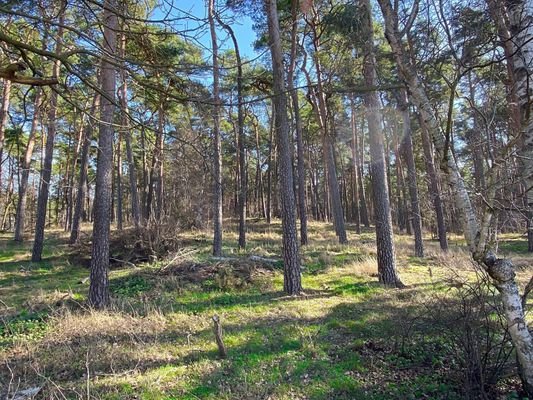 Waldblick