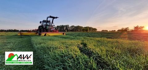 Rhauderfehn Bauernhöfe, Landwirtschaft, Rhauderfehn Forstwirtschaft