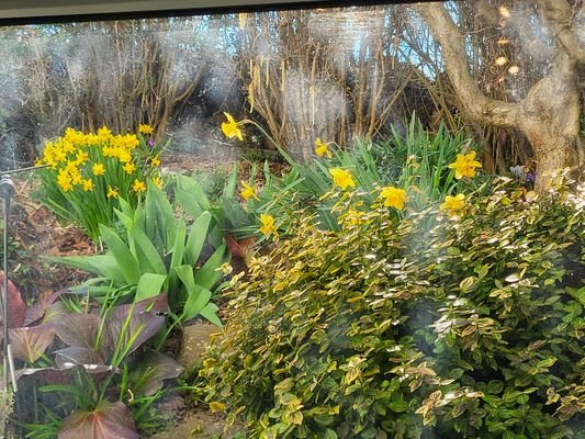 Blumen Fensterblick