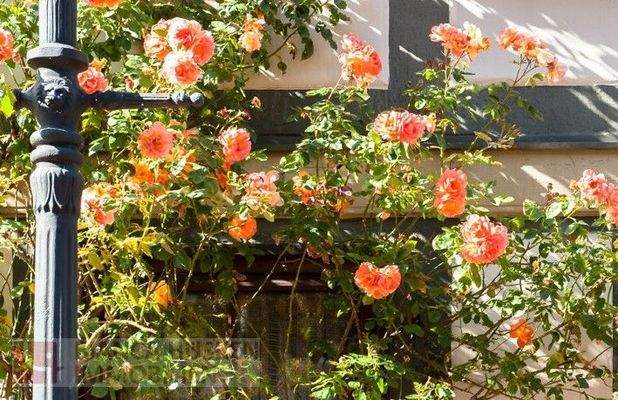 Vom Rohdiamant zum Juwel 