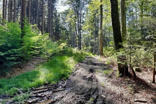 Rückeweg im Nordosten