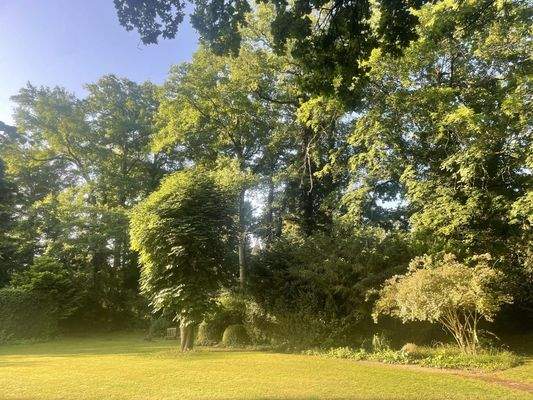 Blick Kastanie mit Gartenweg