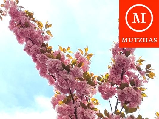 · Mustertitel_Portale