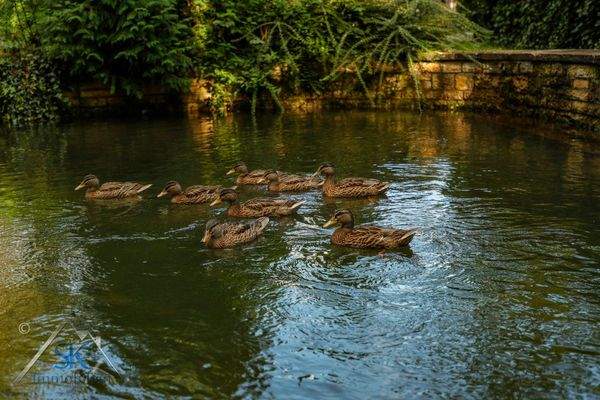 Badeweiher in d. Natur am Grundstück