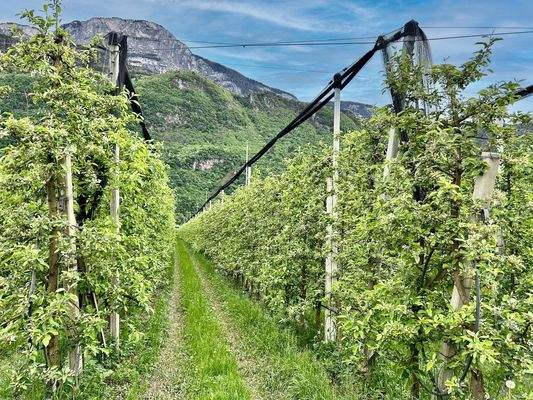 Eppan-Obstwiese-Apfel-zu-verkaufe-meleto-in-vendita-ad-Appiano