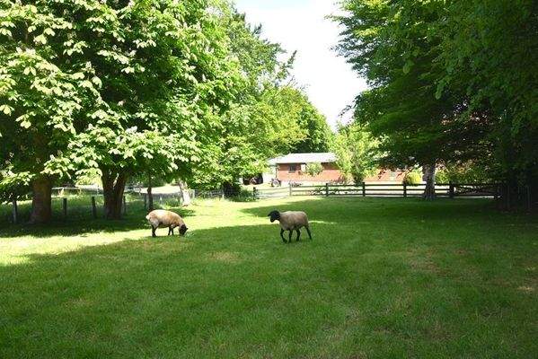 Schafskoppel - mit Grete und Lotte