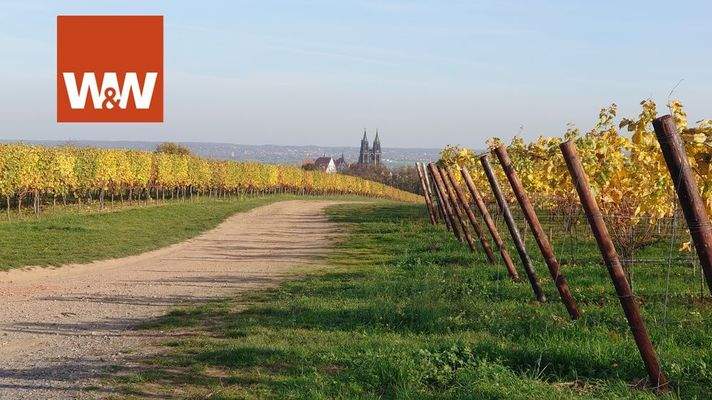 Weinberge in Meißen