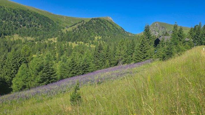 sommerfotosfalkertseetoplagekaufenkitzimmo-1