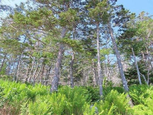 Nova Scotia - Grover?s Point - Atlantik-Grundstück