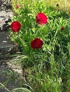 .. wenn alles blüht !