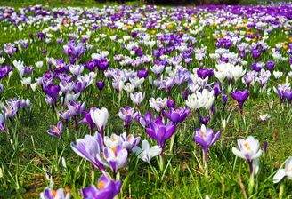 crocus-2139395 1280