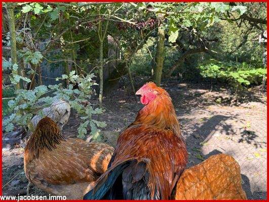 Hühner dürfen hier nicht fehlen