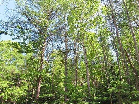 Cape Breton - Wunderschönes See-Ufer-Areal mit 7,7