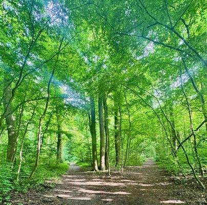 Naturwald um die Ecke