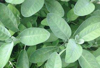 Kräuter im eigenen Garten?