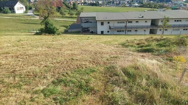 Grundgrenze bei Baum