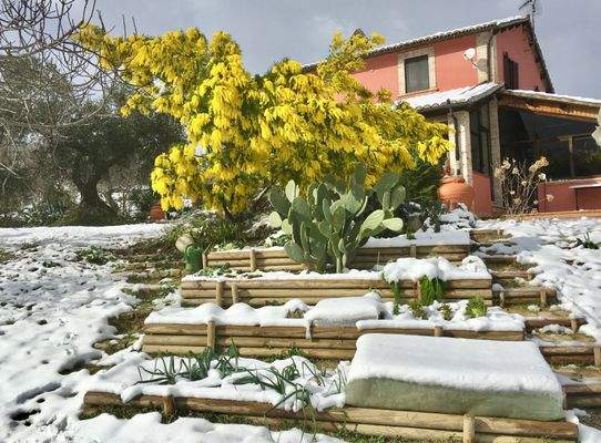 Terrassenbeet und Mimose im Januar