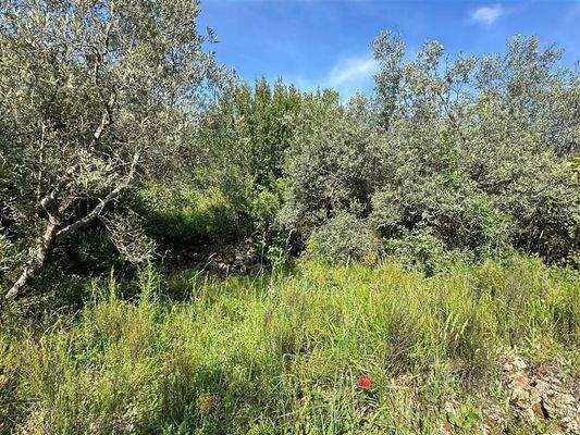 Olivenhain Massa Marittima