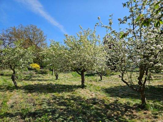 Garten - Obstbäume