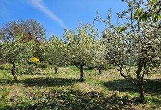 Garten - Obstbäume