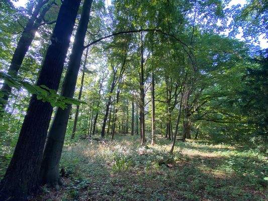 Schlosspark (22).JPG