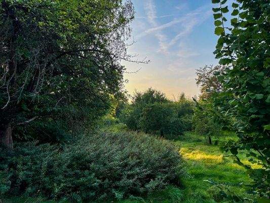 Platz zum Grasen (2)