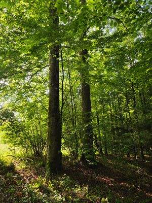 1351 - Flurstück 1425 - lfd. Nr. 6-Bild 3