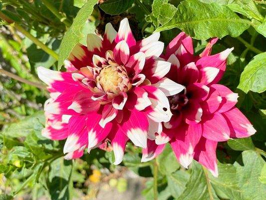 Nächste Blumen in den parkähnlichen Außenanlagen