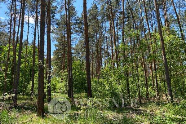 Wald 30, 33 und 157 (5)