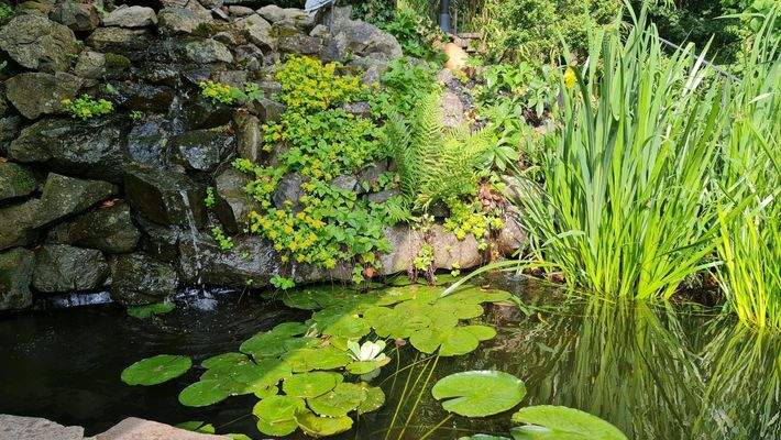 Fisch-Teich mit Wasserfall