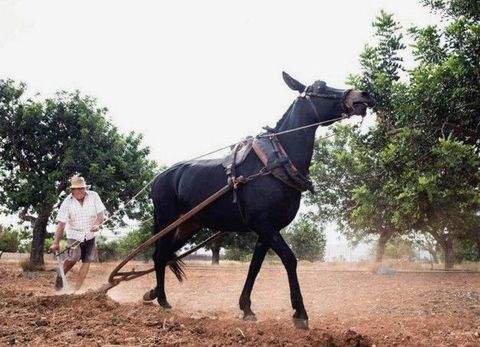 Sant Antoni de Portmani Grundstücke, Sant Antoni de Portmani Grundstück kaufen