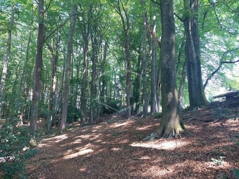 Radevormwald Bauernhöfe, Landwirtschaft, Radevormwald Forstwirtschaft