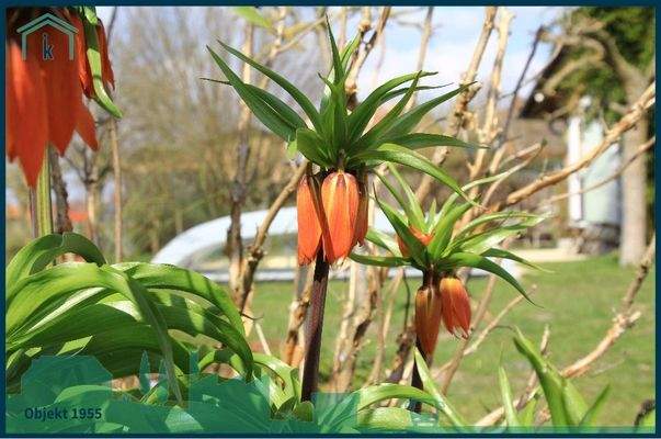 1955 toll angelegter Garten.jpg