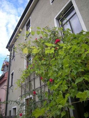 Ansicht hinten von Terrasse