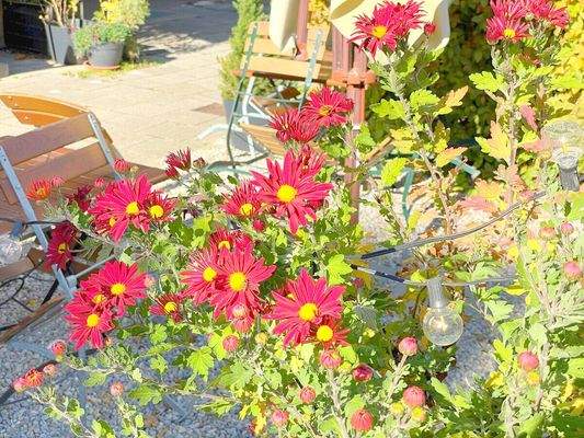 Gartengrün vor dem Haus