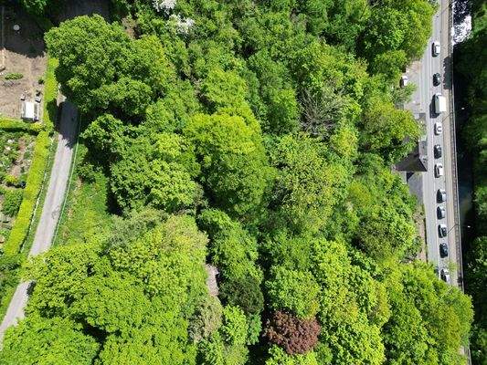 Das Waldstück aus der Luft