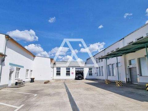 Halle Halle, Halle Hallenfläche