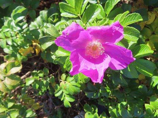 Cape Breton - Belfry Lake - Traumhaft schöne Lage 