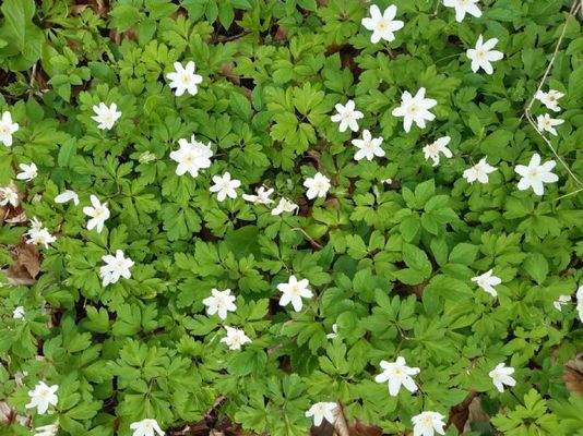 Grundstück gesucht!