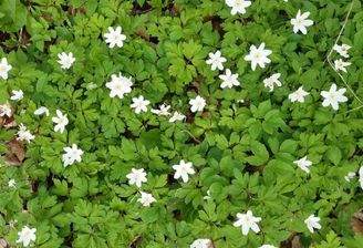 Grundstück gesucht!