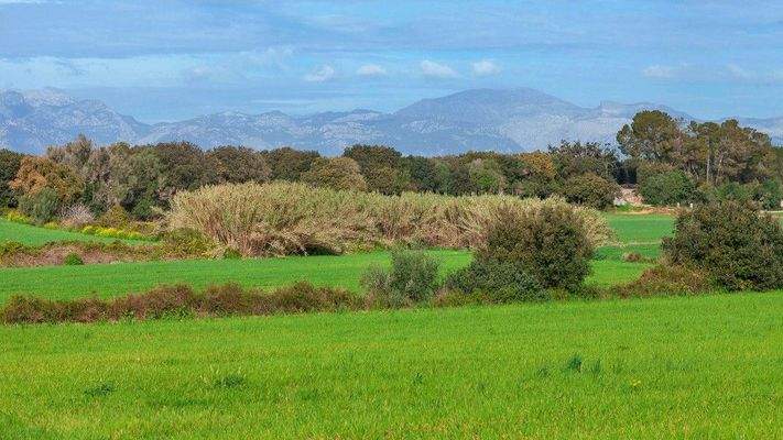 Rustikales Grundstück zum Verkauf in Muro, Mallorca