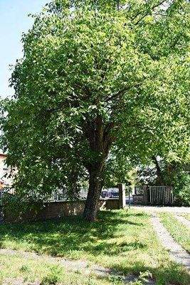 .. mit altem Baumbestand !