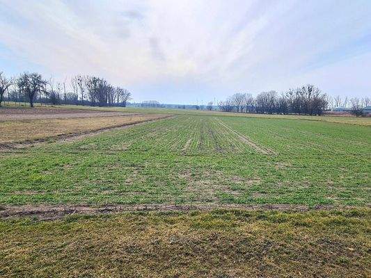 hintere Grundstücksfläche