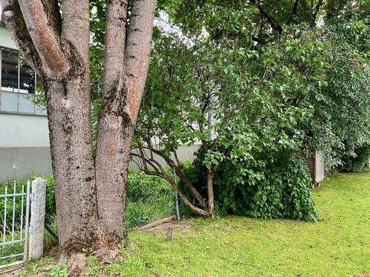 Alter Baumbestand im Garten