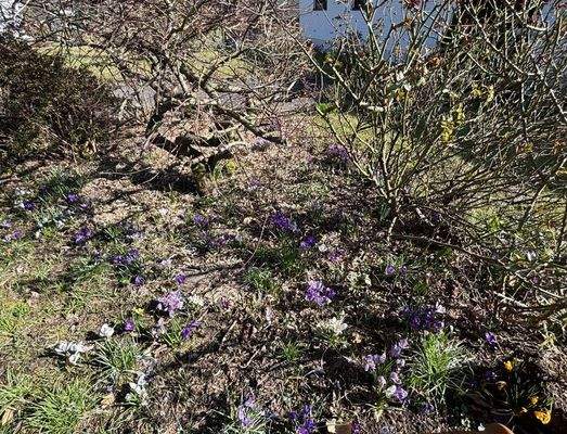 die Krokusse blühen