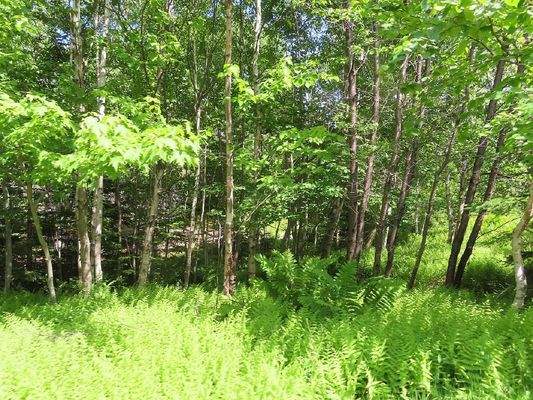 Cape Breton - Bras d`Or Lake - Preiswertes Baugrun