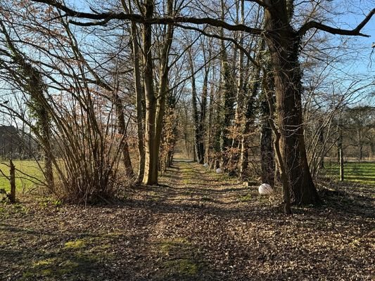 Allee Zufahrt
